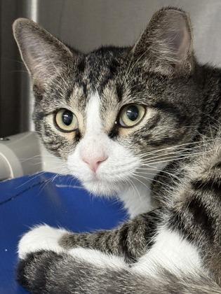 Rumor and Rhiannon, Adoptable, Kitten Female Domestic Short Hair & Domestic Short Hair.