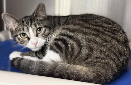 Enlarge Rumor and Rhiannon, a Adoptable mixed breed in Venice, FL image 2/3
