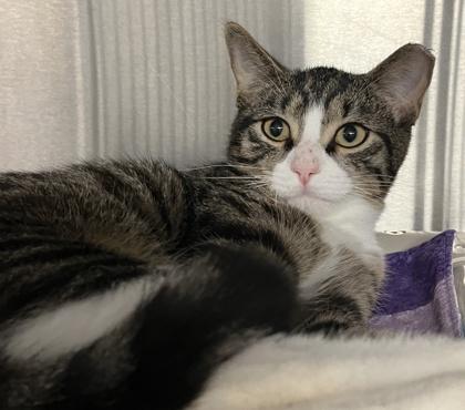 Enlarge Rumor and Rhiannon, a Adoptable mixed breed in Venice, FL image 3/3