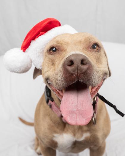 Memphis Minnie, Adoptable, Adult Female Mixed Breed & Mixed Breed.