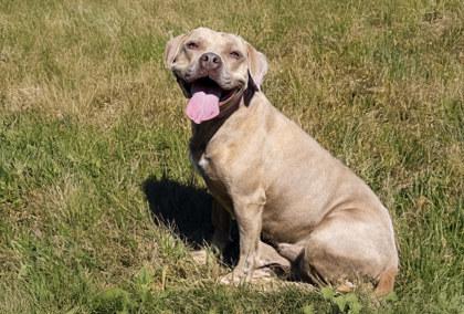 Enlarge Memphis Minnie, a Adoptable Mixed Breed in New Castle, DE image 3/3