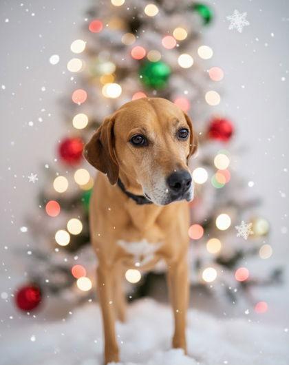 Enlarge Angel, a Adopted Labrador Retriever in Stratham, NH image 2/3