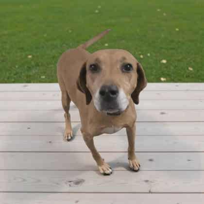 Enlarge Angel, a Adopted Labrador Retriever in Stratham, NH image 3/3