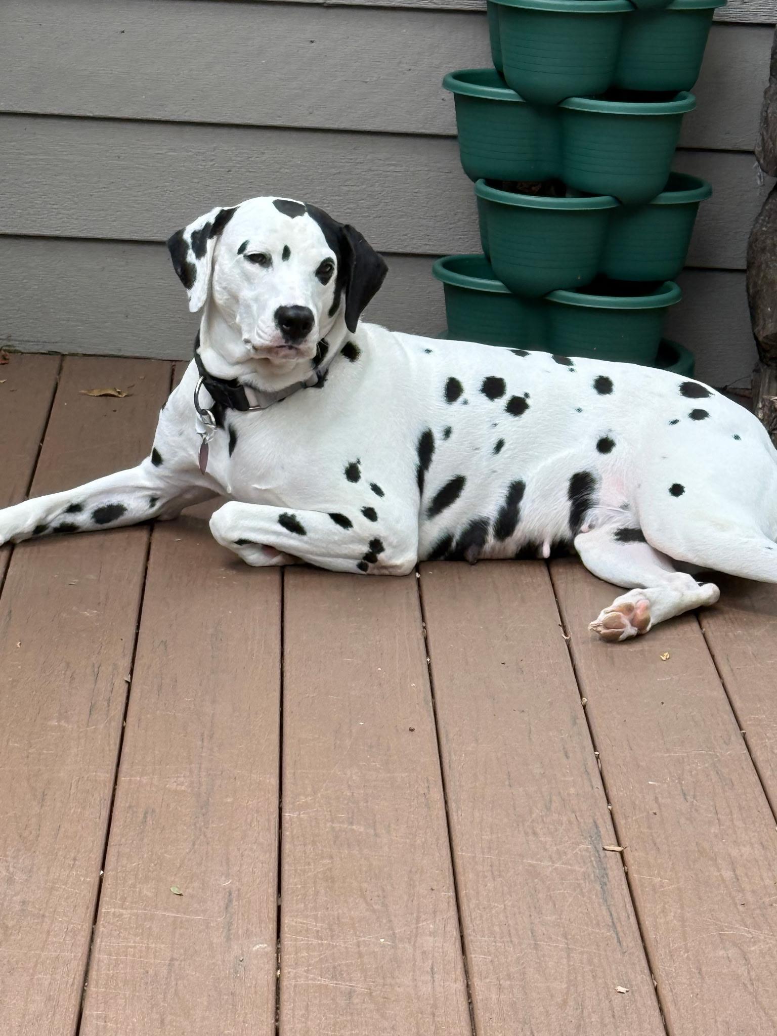 Enlarge Dottie-Cincinnati, OH, a Adoptable Dalmatian in Cincinnati, OH image 2/2