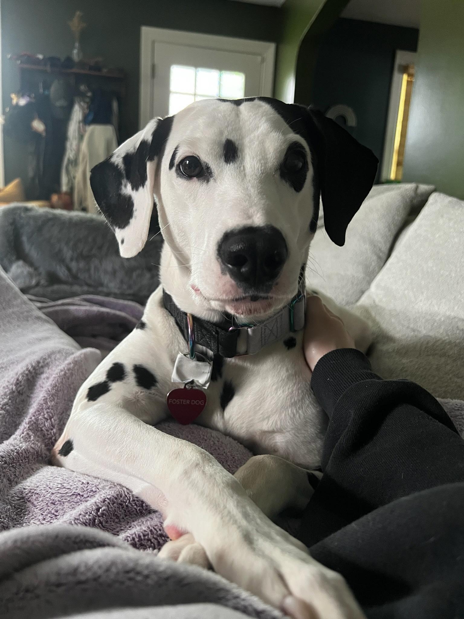Enlarge Dottie-Cincinnati, OH, a Adoptable Dalmatian in Cincinnati, OH image 1/2