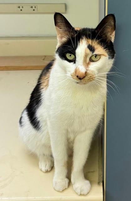 Enlarge Callie, a Adoptable Calico in Chester, NJ image 1/1