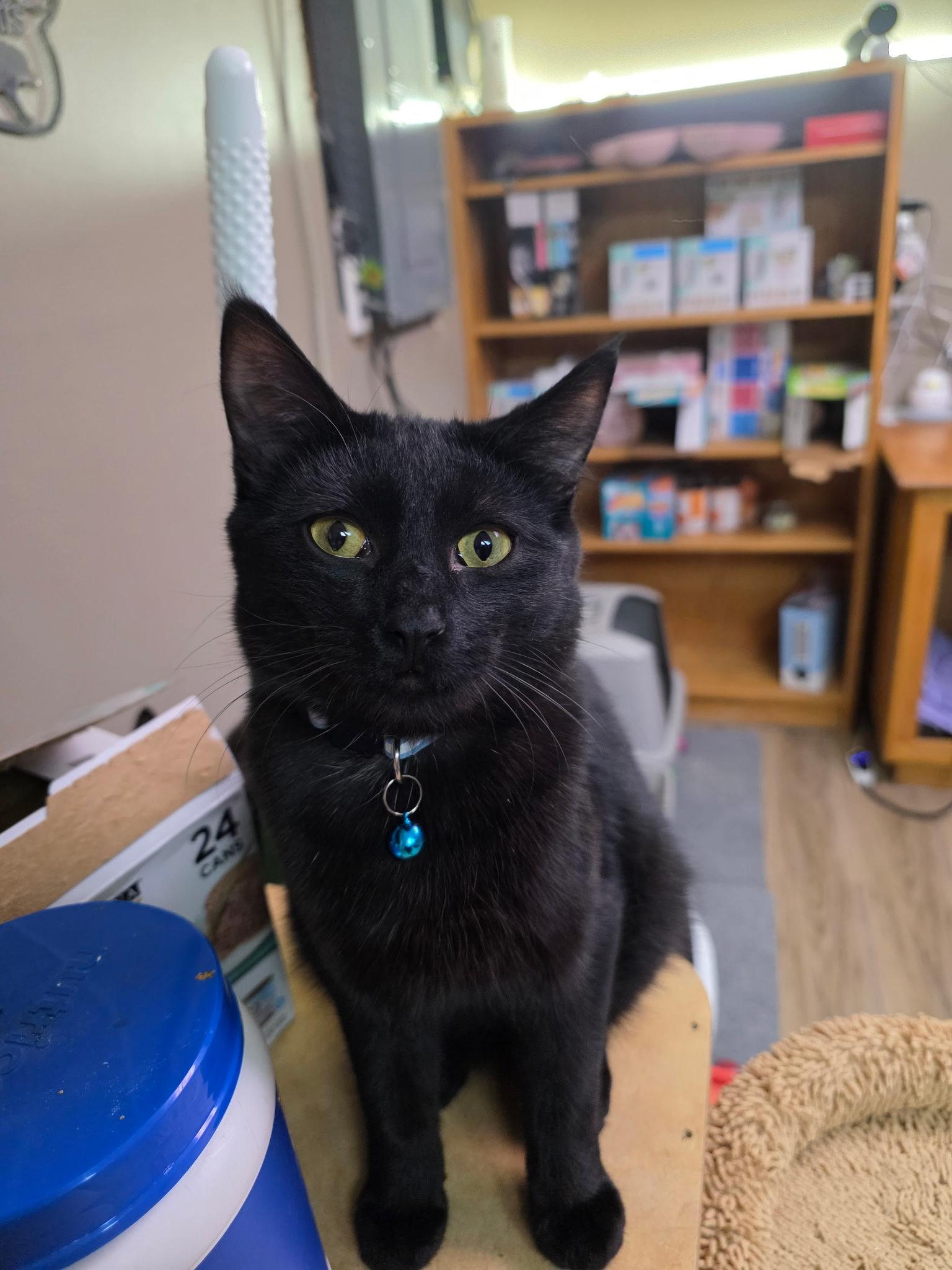 Carson, ADOPTABLE, Young Male Domestic Short Hair.