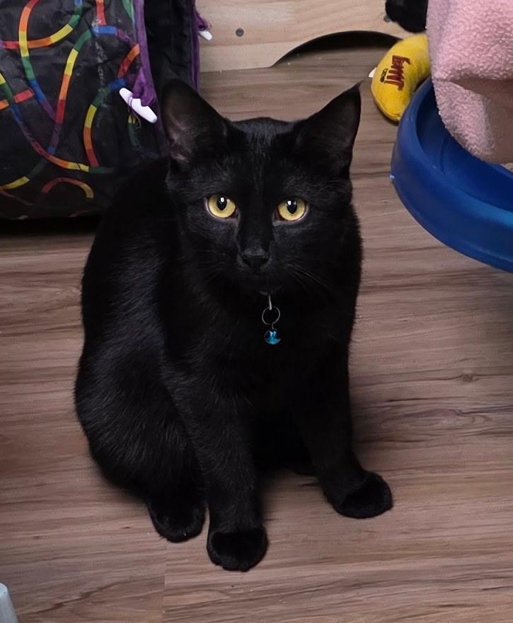 Enlarge Carson, a ADOPTABLE Domestic Short Hair in Faribault, MN image 2/2