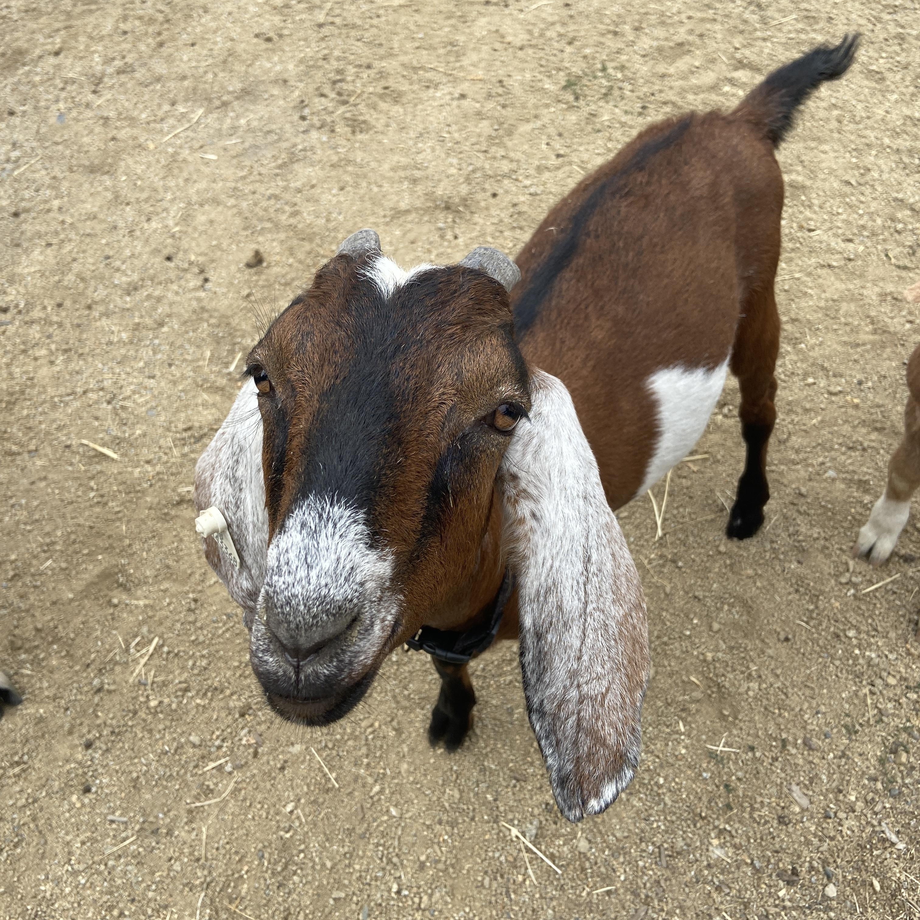 Enlarge Tiny Tornado Trio, a Adopted mixed breed in Jacksonville, OR image 2/6