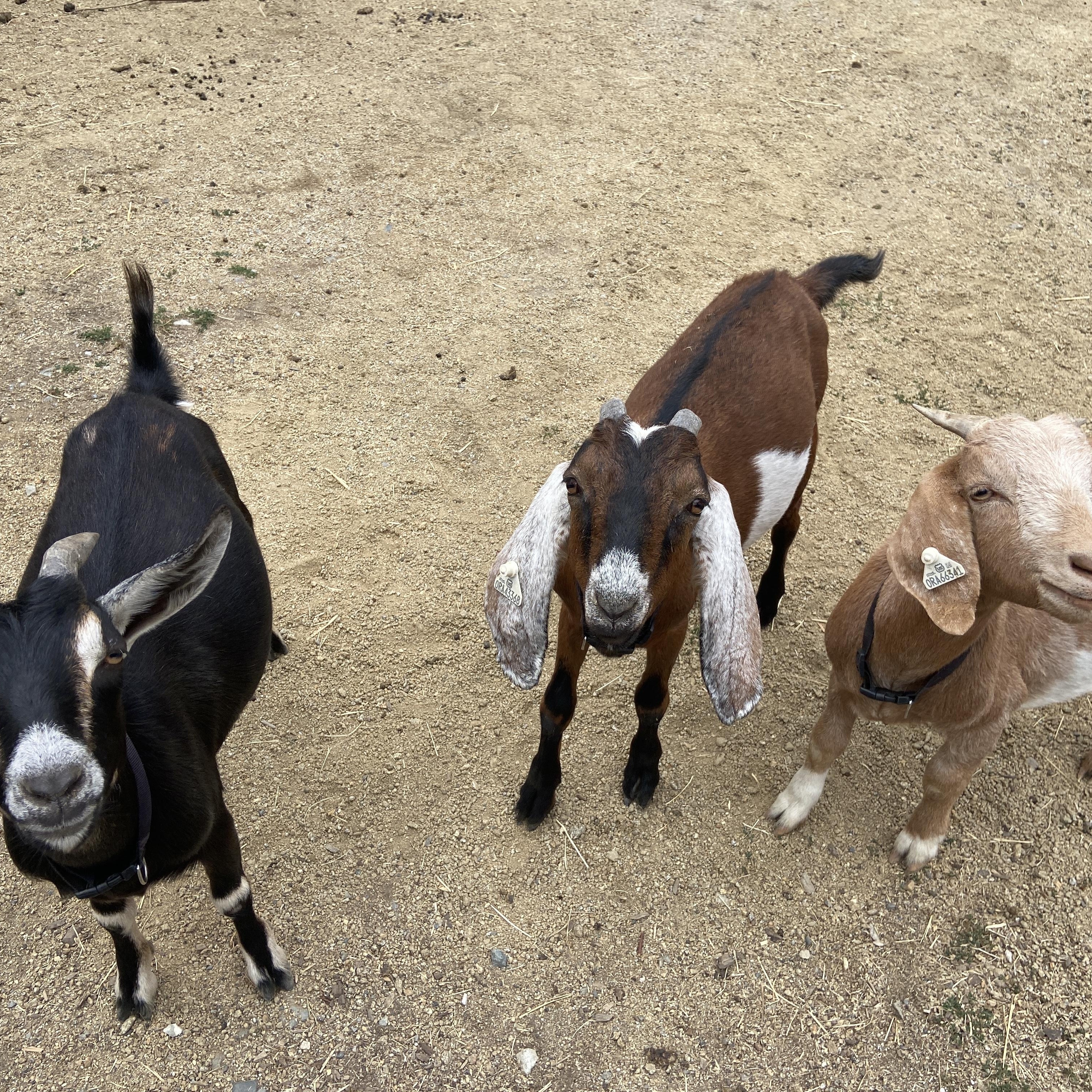 Enlarge Tiny Tornado Trio, a Adopted mixed breed in Jacksonville, OR image 5/6