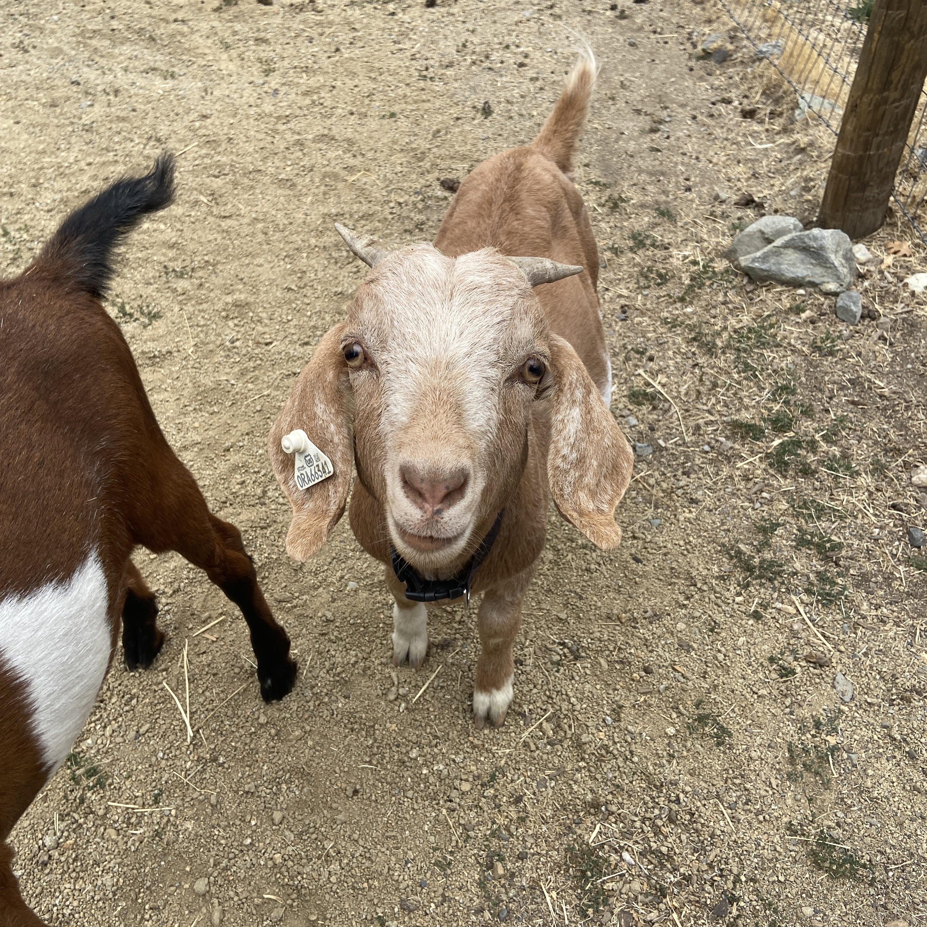 Enlarge Tiny Tornado Trio, a Adopted mixed breed in Jacksonville, OR image 4/6