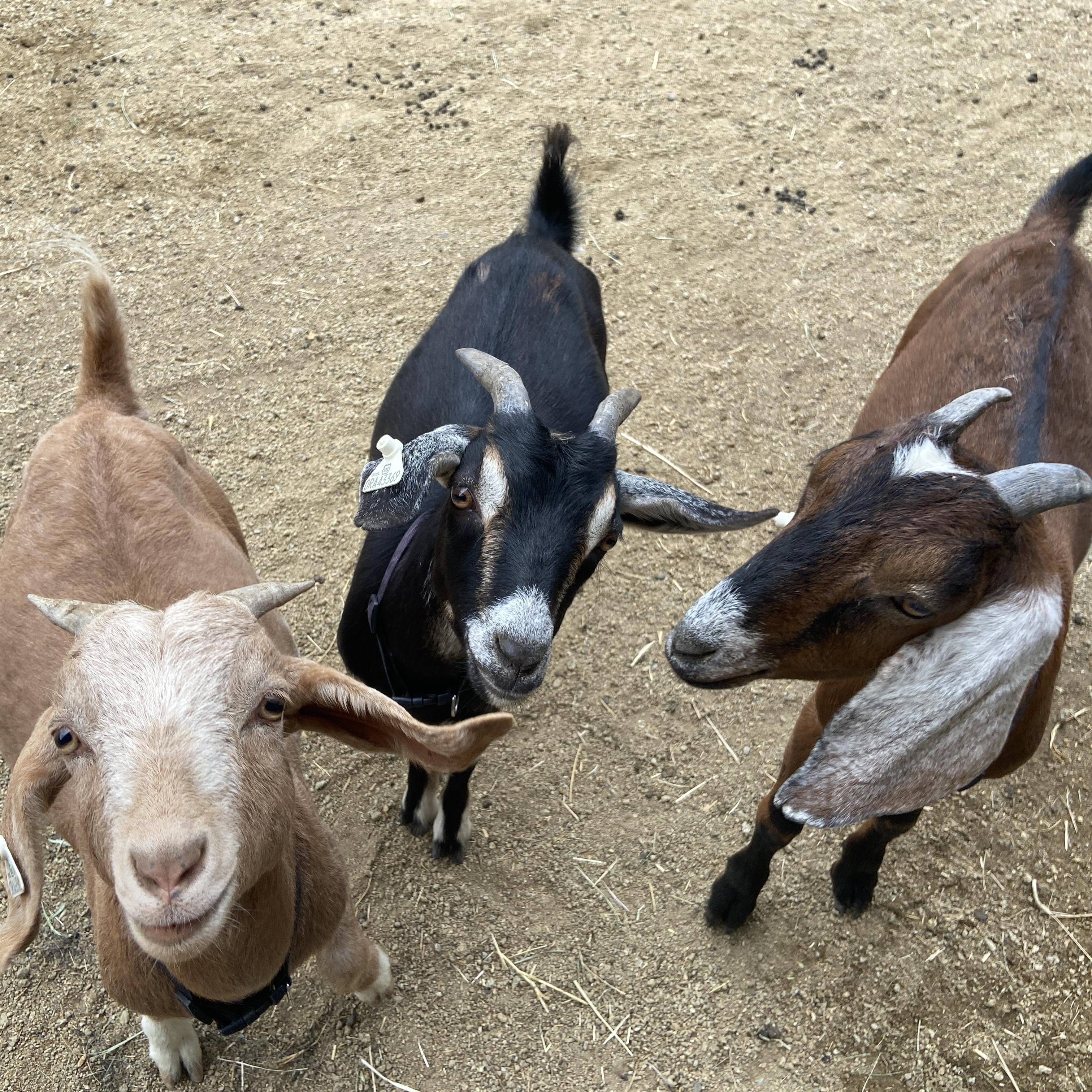 Enlarge Tiny Tornado Trio, a Adopted mixed breed in Jacksonville, OR image 1/6