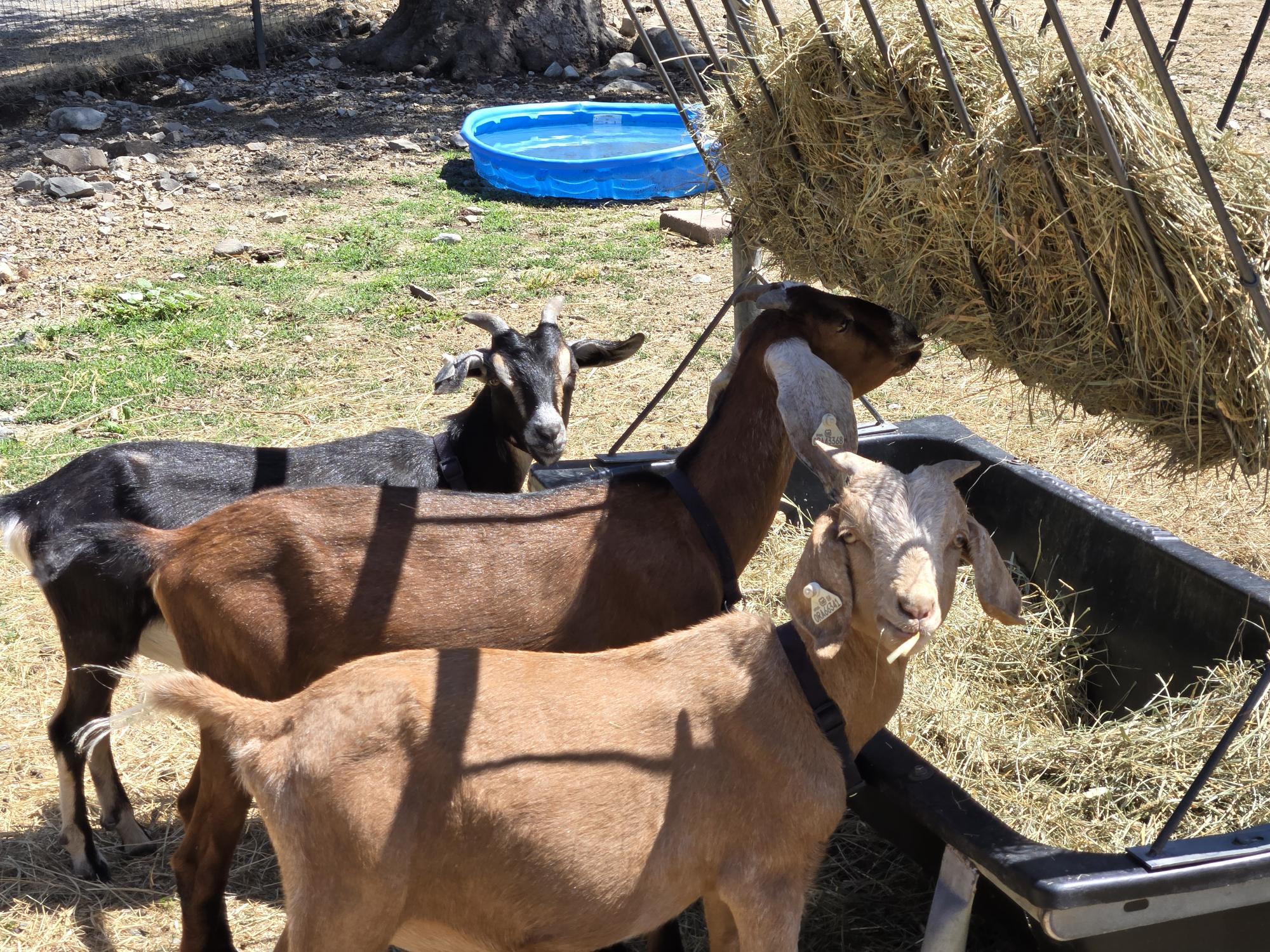 Enlarge Tiny Tornado Trio, a Adopted mixed breed in Jacksonville, OR image 6/6