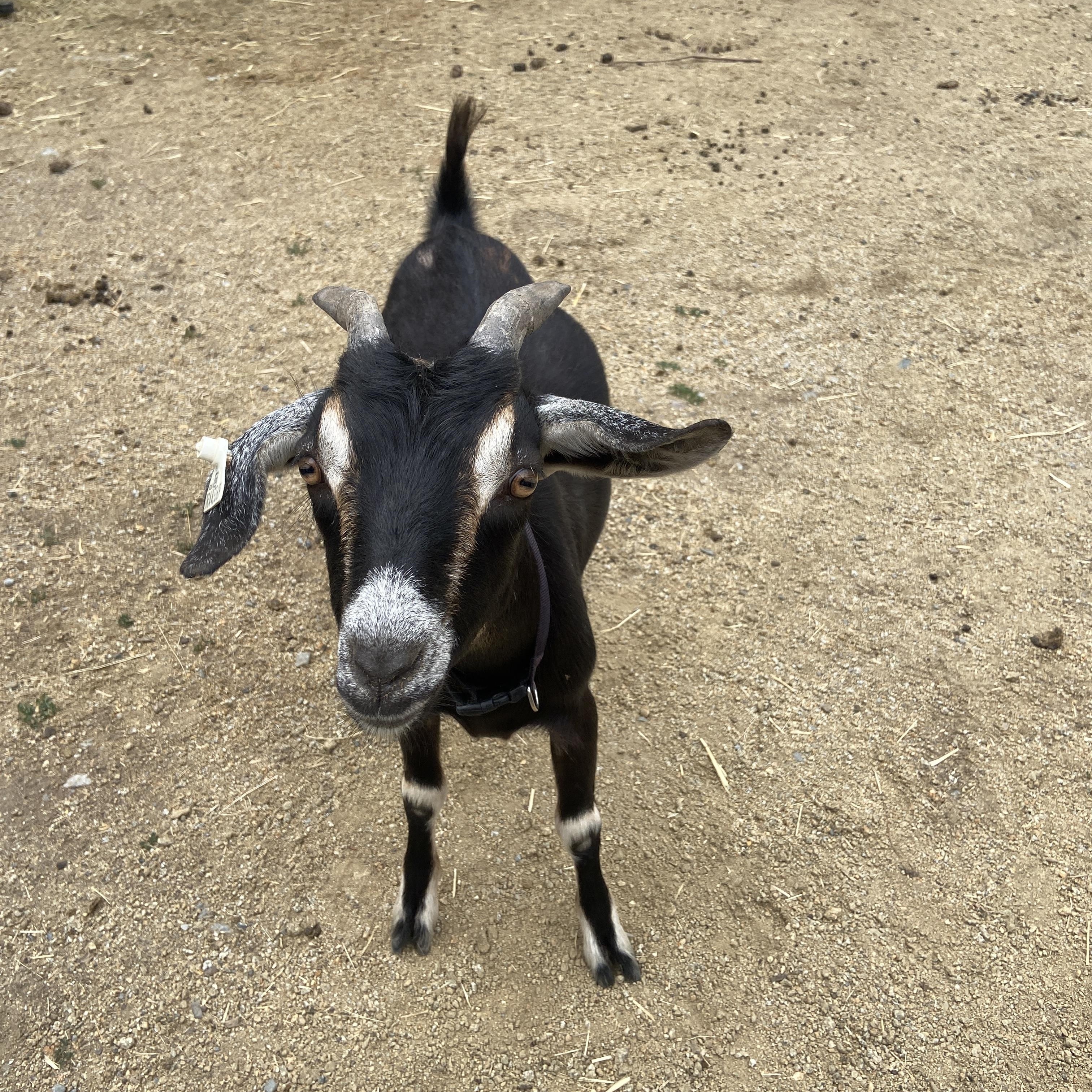 Enlarge Tiny Tornado Trio, a Adopted mixed breed in Jacksonville, OR image 3/6