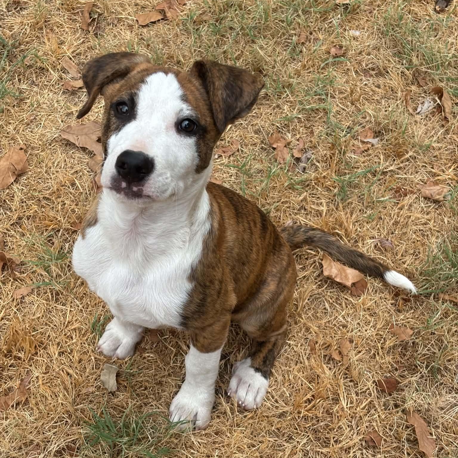 Tucker, Adoptable, Puppy Male Mixed Breed & Boxer.