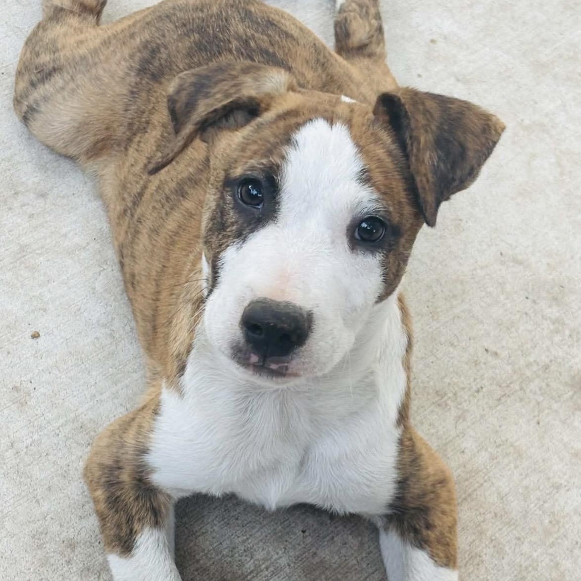 Enlarge Tucker, a Adopted mixed breed in Pelham, NH image 5/6