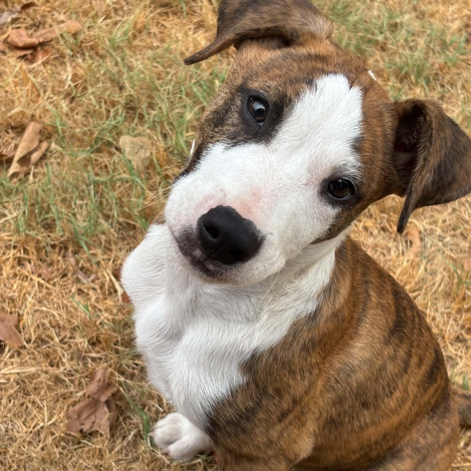 Enlarge Tucker, a Adopted mixed breed in Pelham, NH image 2/6