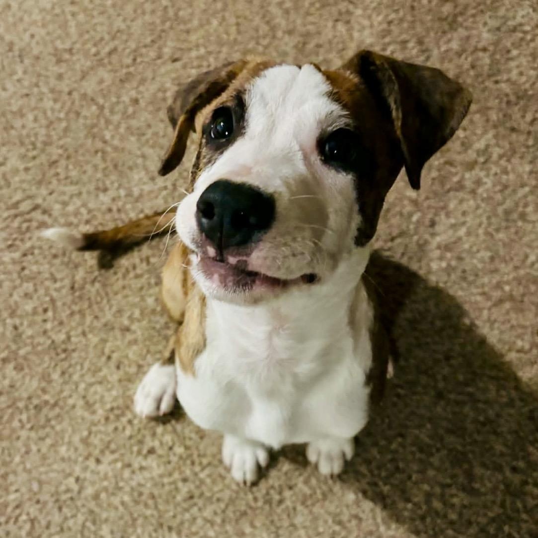 Enlarge Tucker, a Adopted mixed breed in Pelham, NH image 4/6