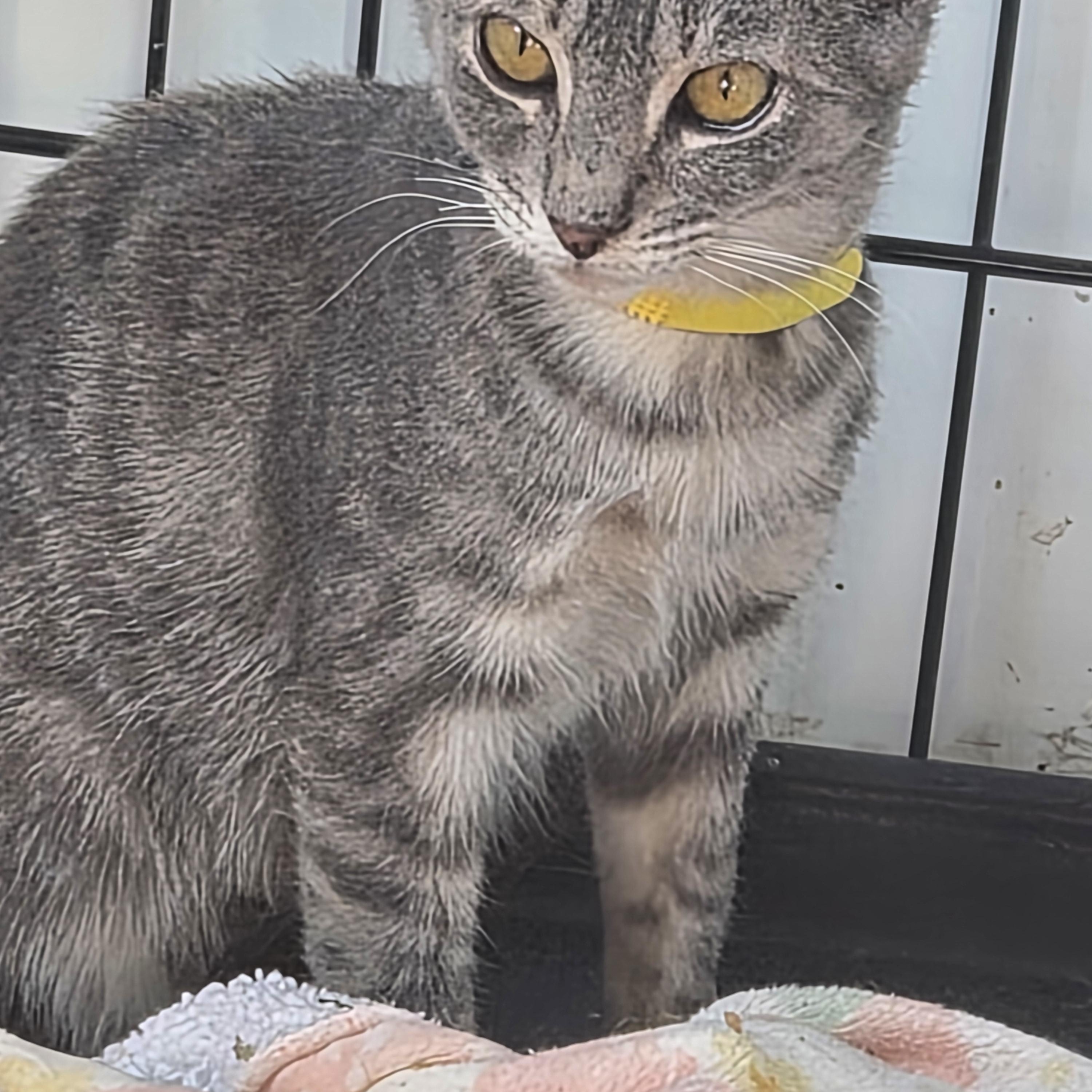Enlarge Missy, a Adoptable Domestic Short Hair in Greeley, CO image 2/2