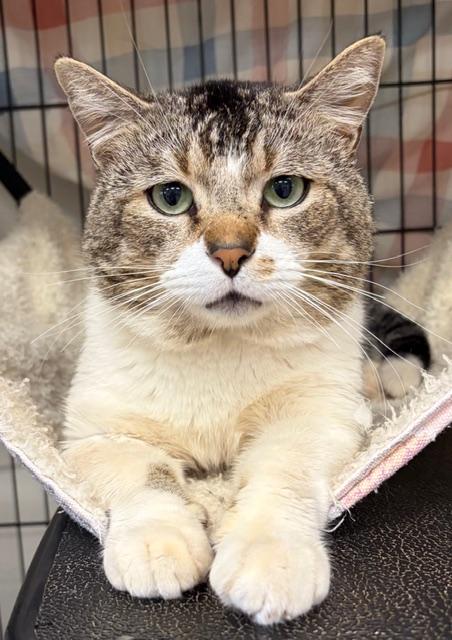 Cricket, adopted, Adult Male Domestic Short Hair.