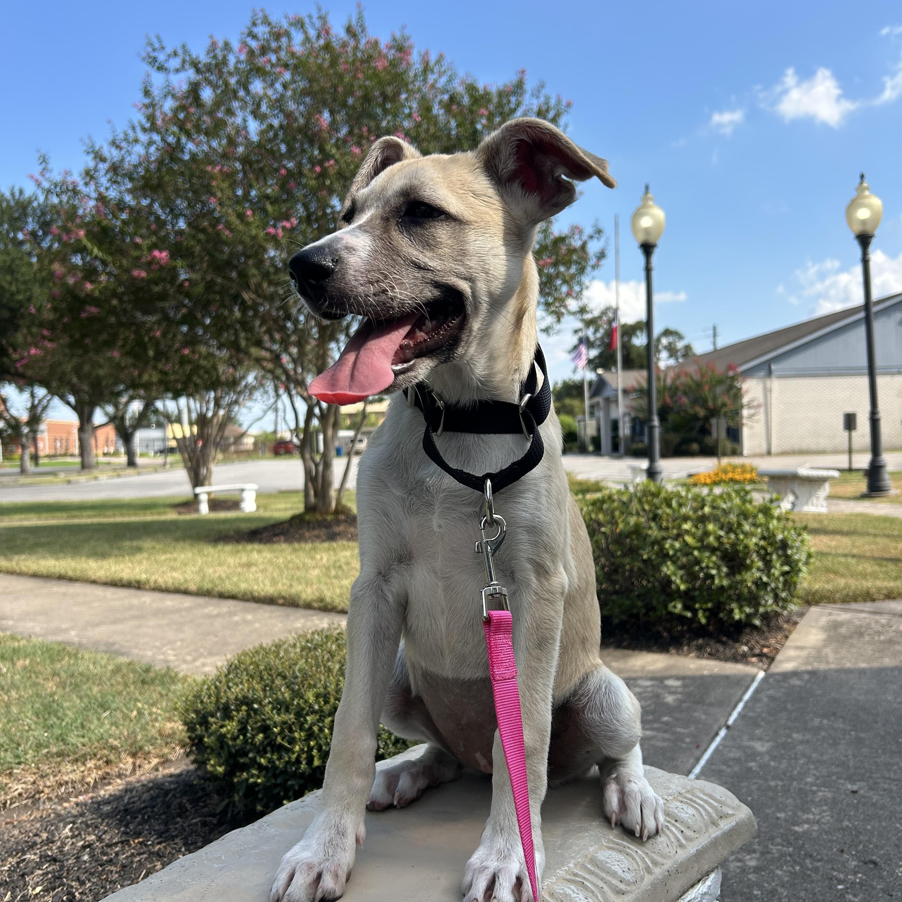 Enlarge Rory, a Adoptable mixed breed in Garden City, KS image 4/6