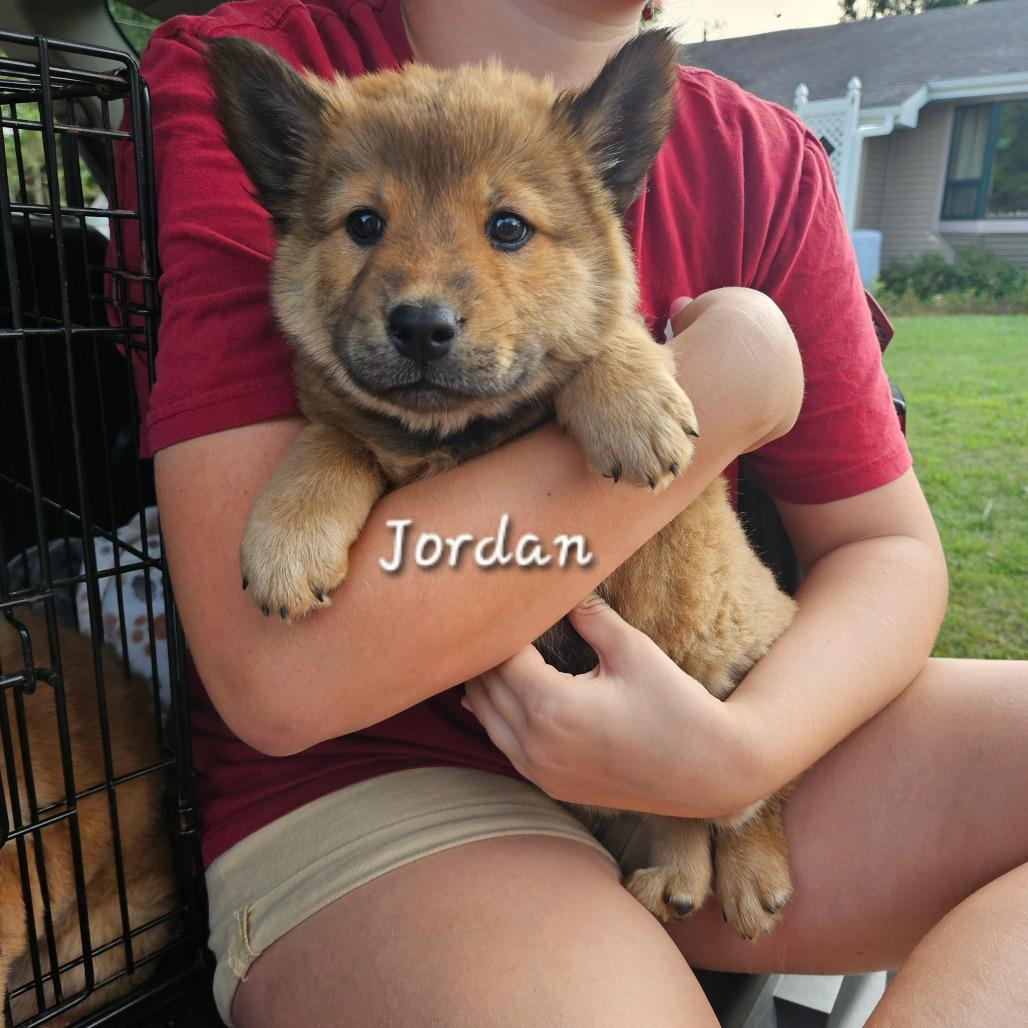 Jordan, Adoptable, Puppy Female Australian Shepherd & Chow Chow.