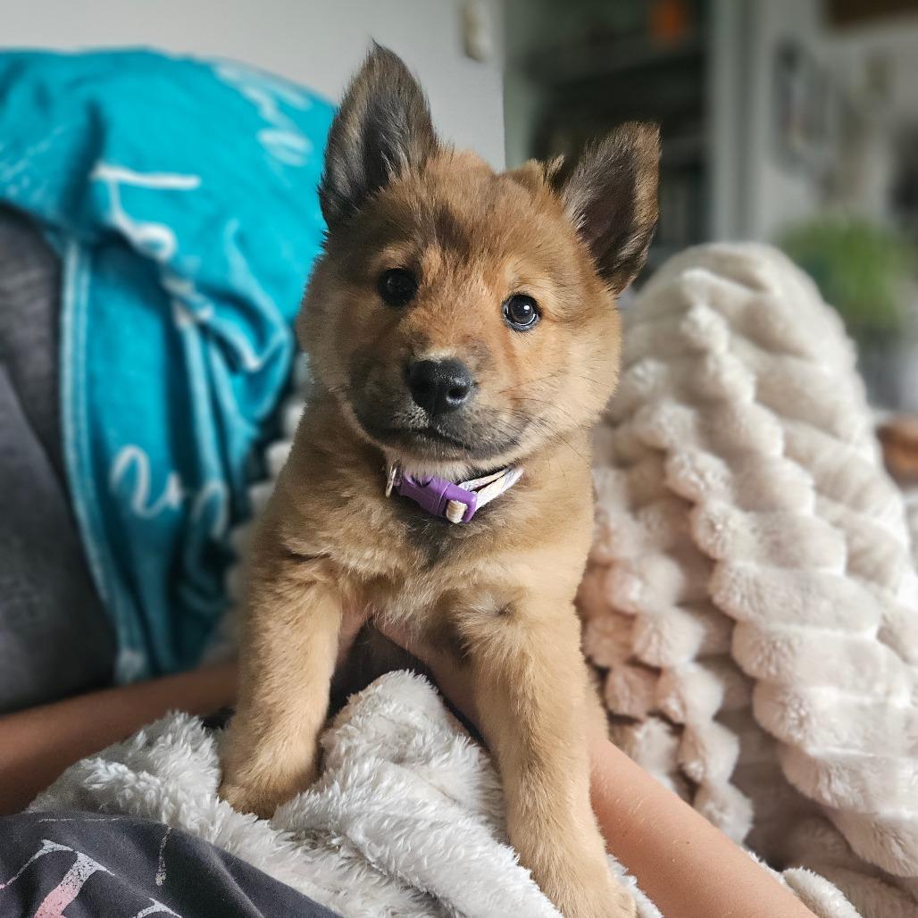 Jordan, a Adoptable mixed breed in Tomah, WI image 2/3