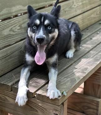 Enlarge Skye, an adopted Mixed Breed in North Myrtle Beach, SC image 1/4