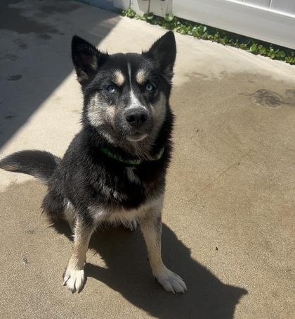 Enlarge Skye, an adopted Mixed Breed in North Myrtle Beach, SC image 2/4
