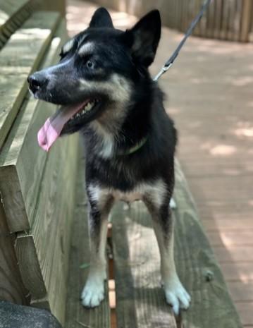 Enlarge Skye, an adopted Mixed Breed in North Myrtle Beach, SC image 3/4