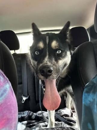 Enlarge Skye, an adopted Mixed Breed in North Myrtle Beach, SC image 4/4