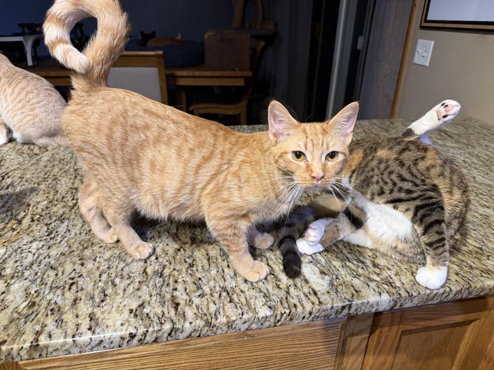 Parker — thumbnail 2