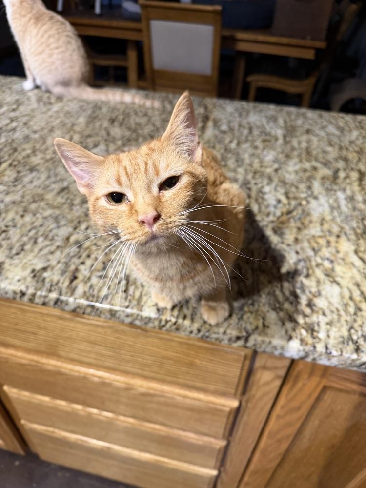 Parker — thumbnail 4