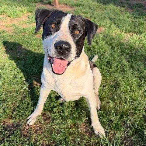 Kota, Adoptable, Adult Male Great Dane & Pit Bull Terrier.