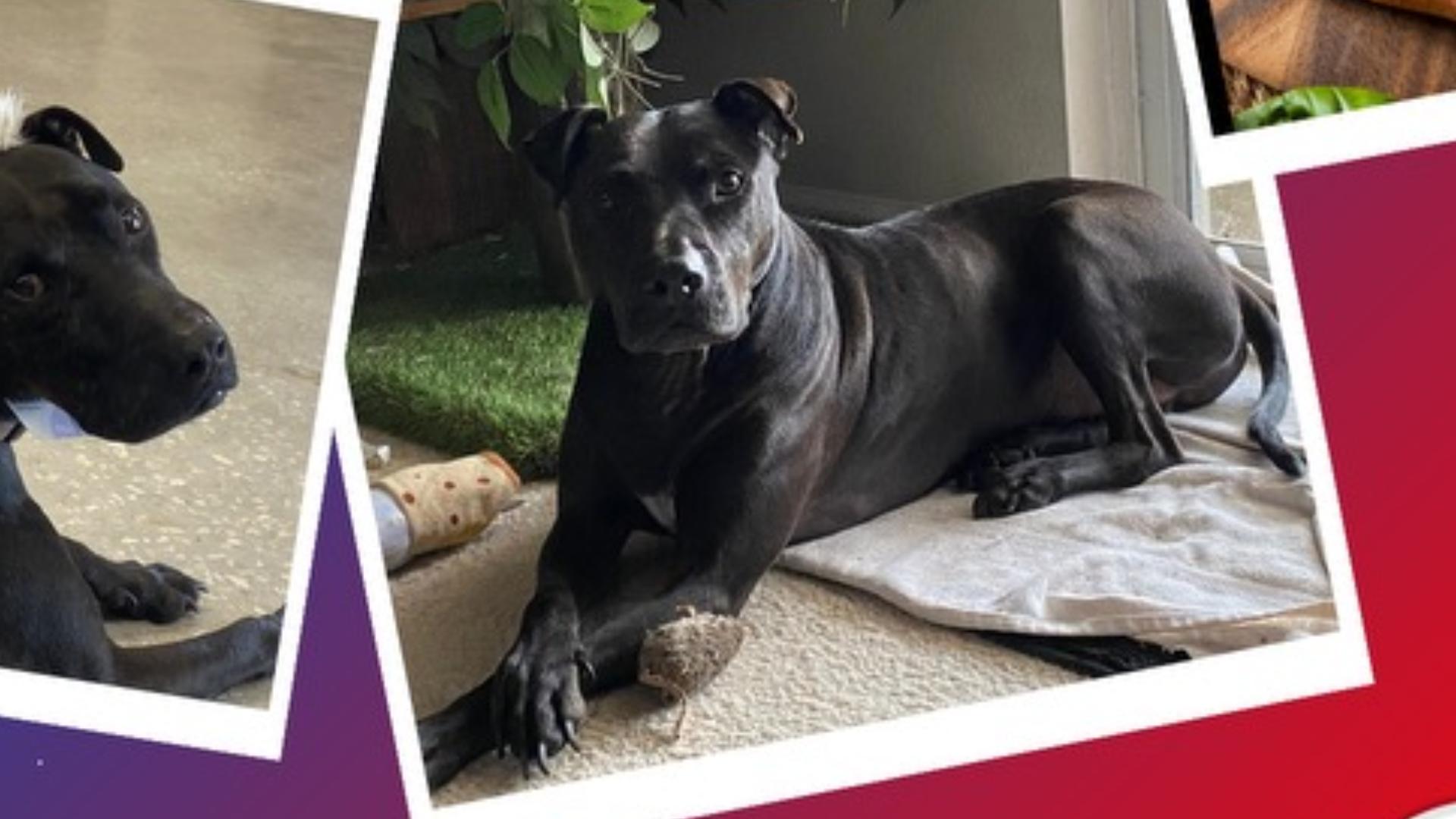 Dog for PTSD or Family Dog - PEPPERONI -, Adoptable, Adult Male Mixed Breed & Labrador Retriever.