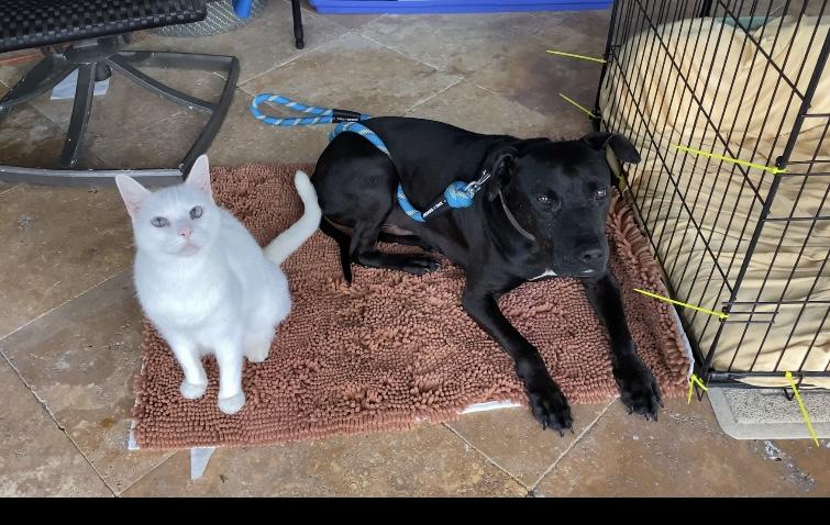 Enlarge Dog for PTSD or Family Dog - PEPPERONI -, a Adoptable mixed breed in Sebastian, FL image 2/3