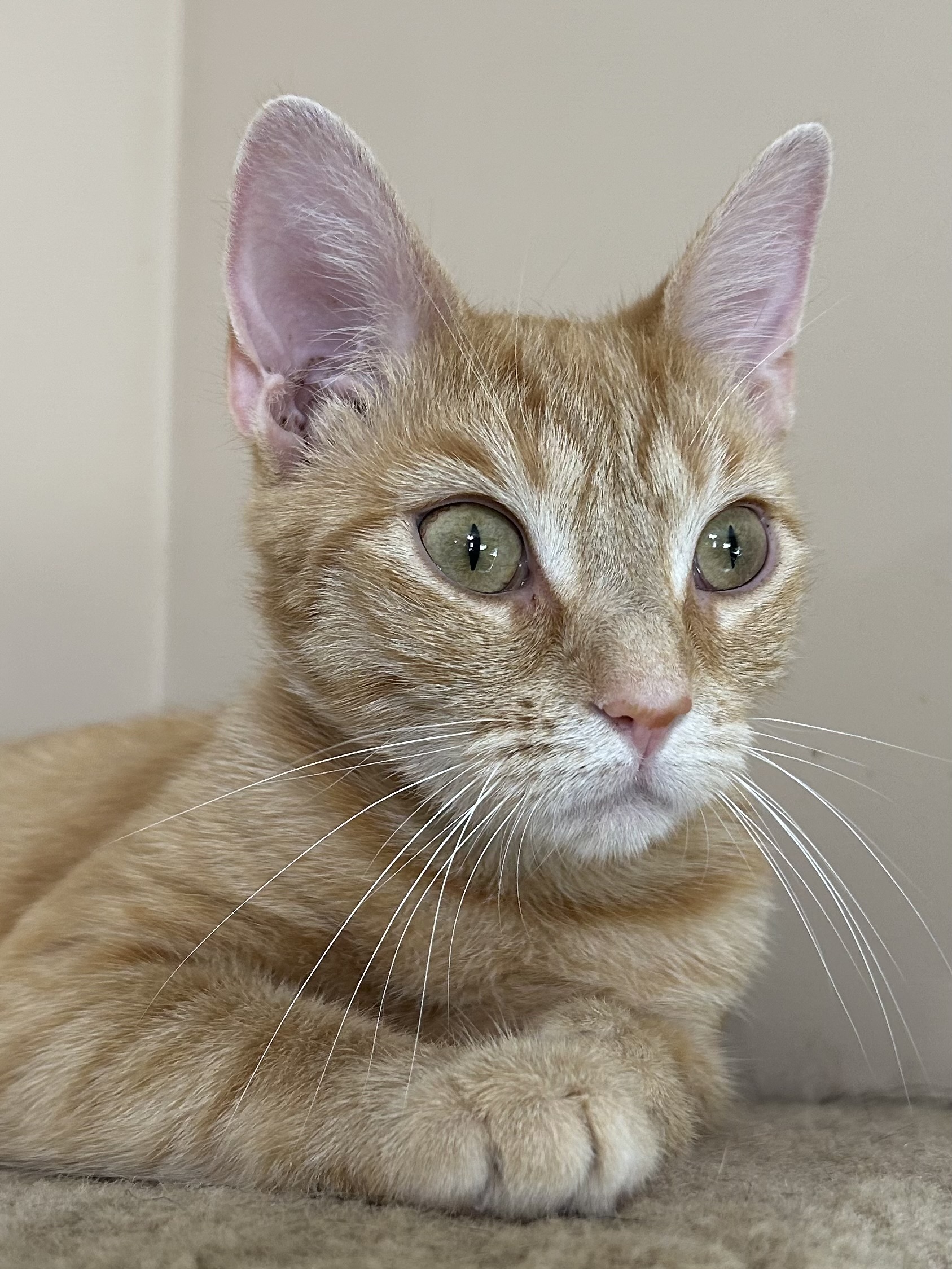 Enlarge Purrsimmon, a Adoptable Domestic Short Hair in Jeffersonville, IN image 1/5