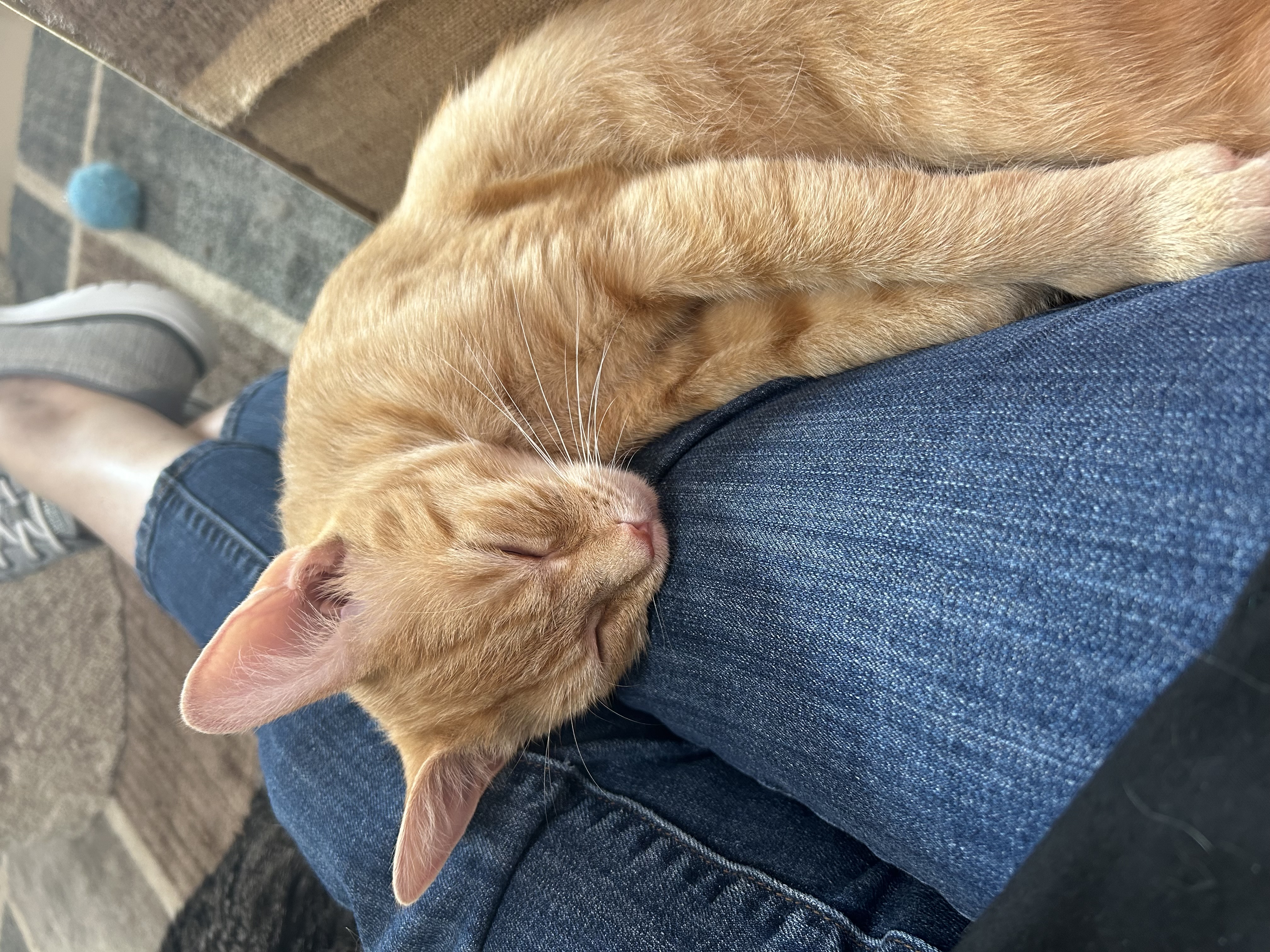 Enlarge Purrsimmon, a Adoptable Domestic Short Hair in Jeffersonville, IN image 2/5