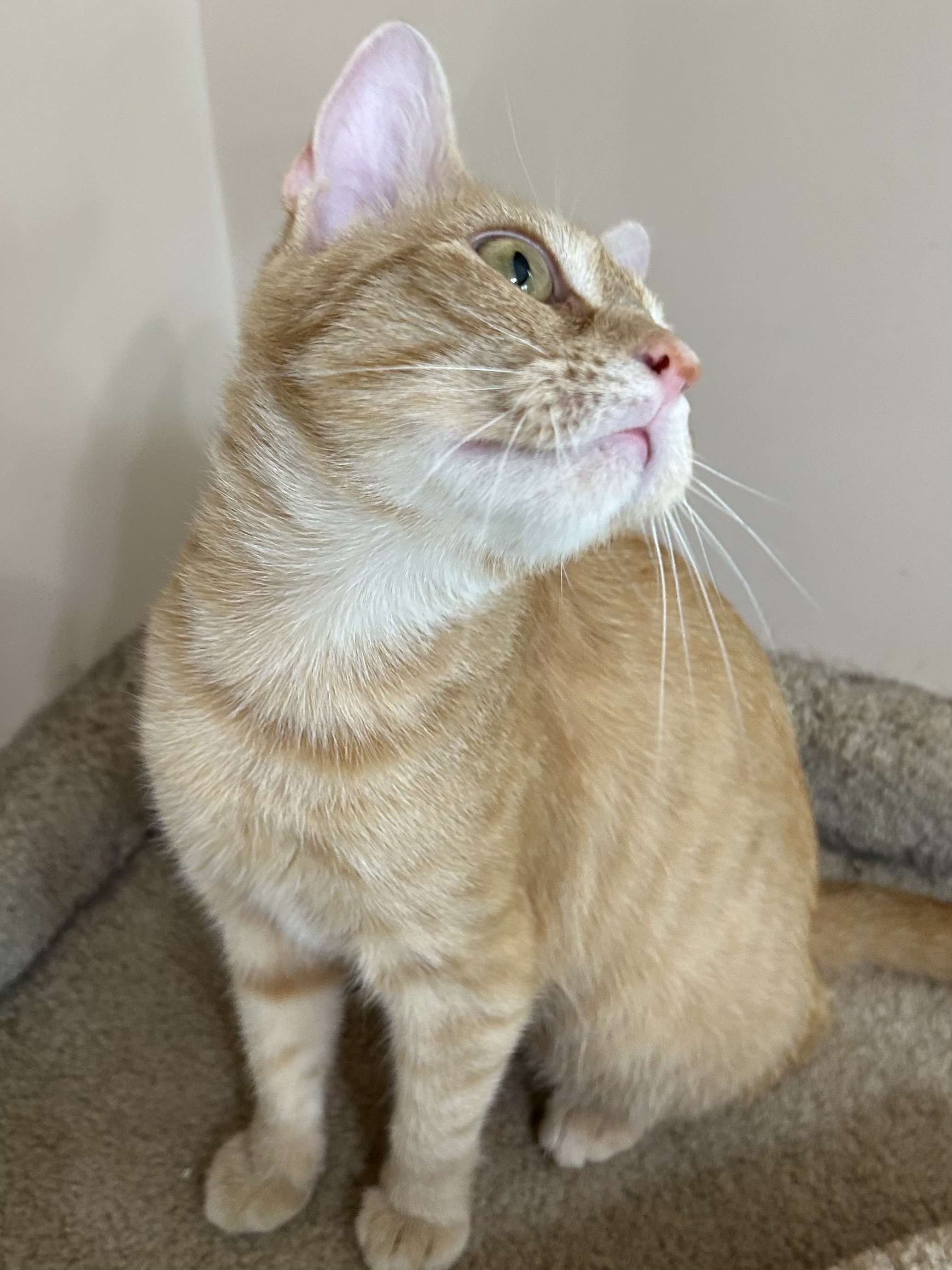 Enlarge Purrsimmon, a Adoptable Domestic Short Hair in Jeffersonville, IN image 3/5