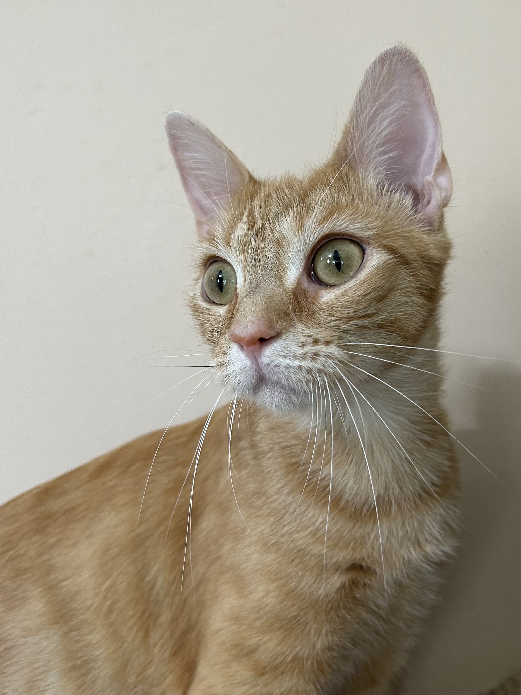 Enlarge Purrsimmon, a Adoptable Domestic Short Hair in Jeffersonville, IN image 4/5