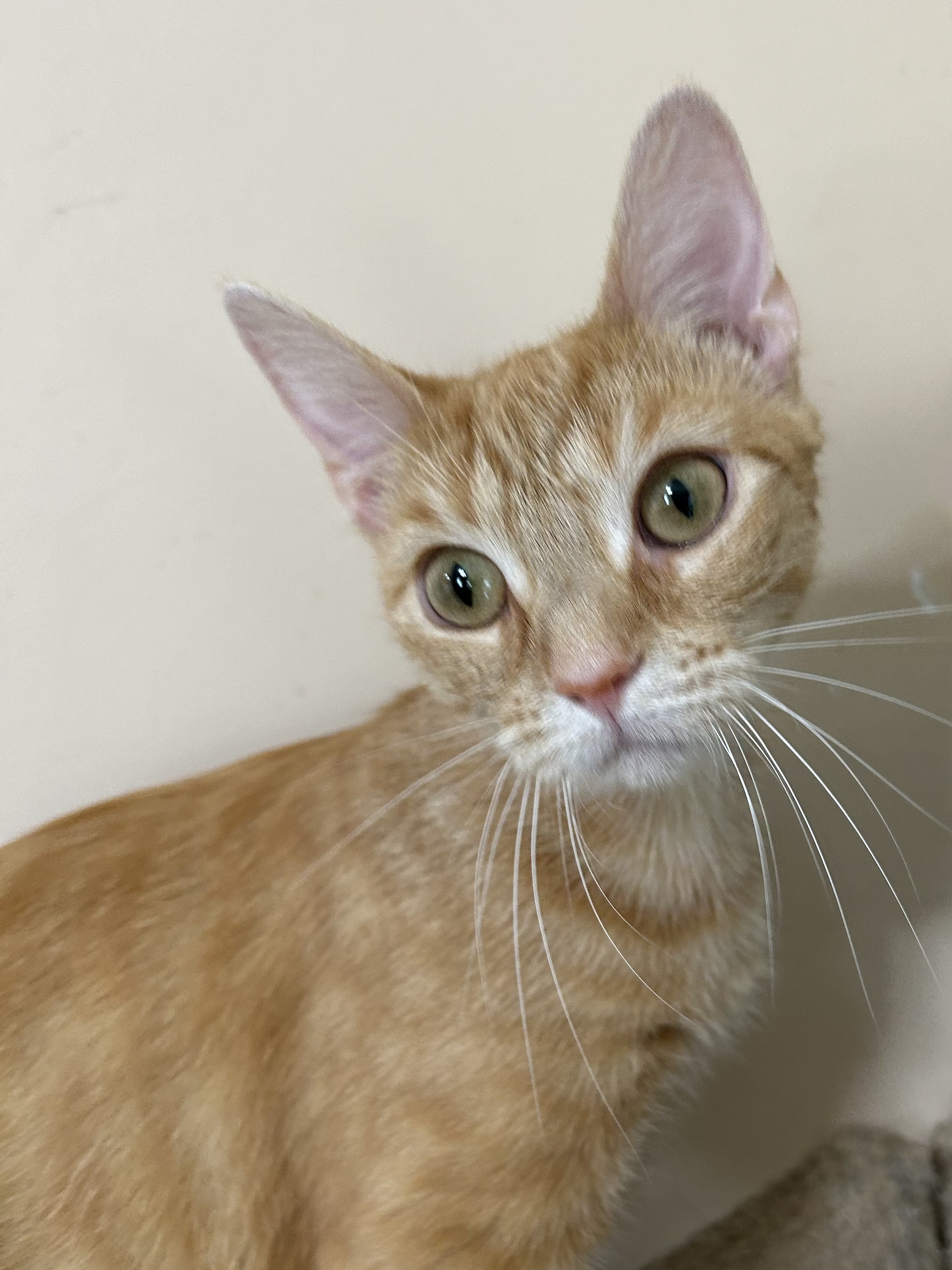 Enlarge Purrsimmon, a Adoptable Domestic Short Hair in Jeffersonville, IN image 5/5