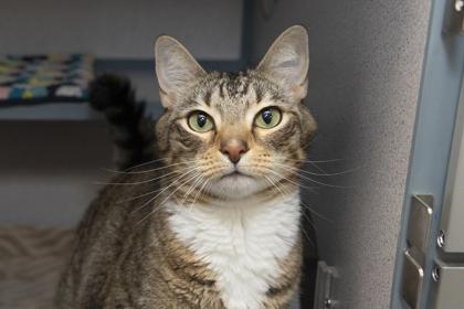 06506B Draco, Adoptable, Adult Male Domestic Short Hair & Domestic Short Hair.
