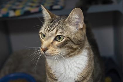 06506B Draco, a Adoptable mixed breed in North Charleston, SC image 3/3