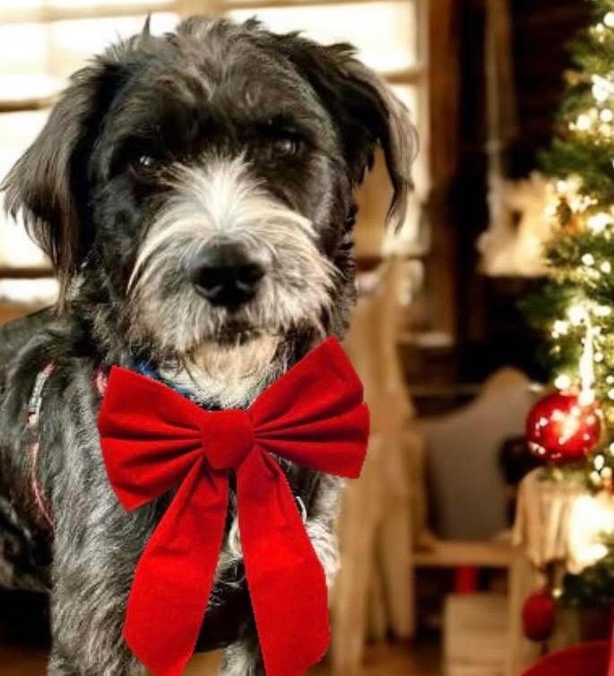 Hershel, Adoptable, Young Male Terrier & Schnauzer.