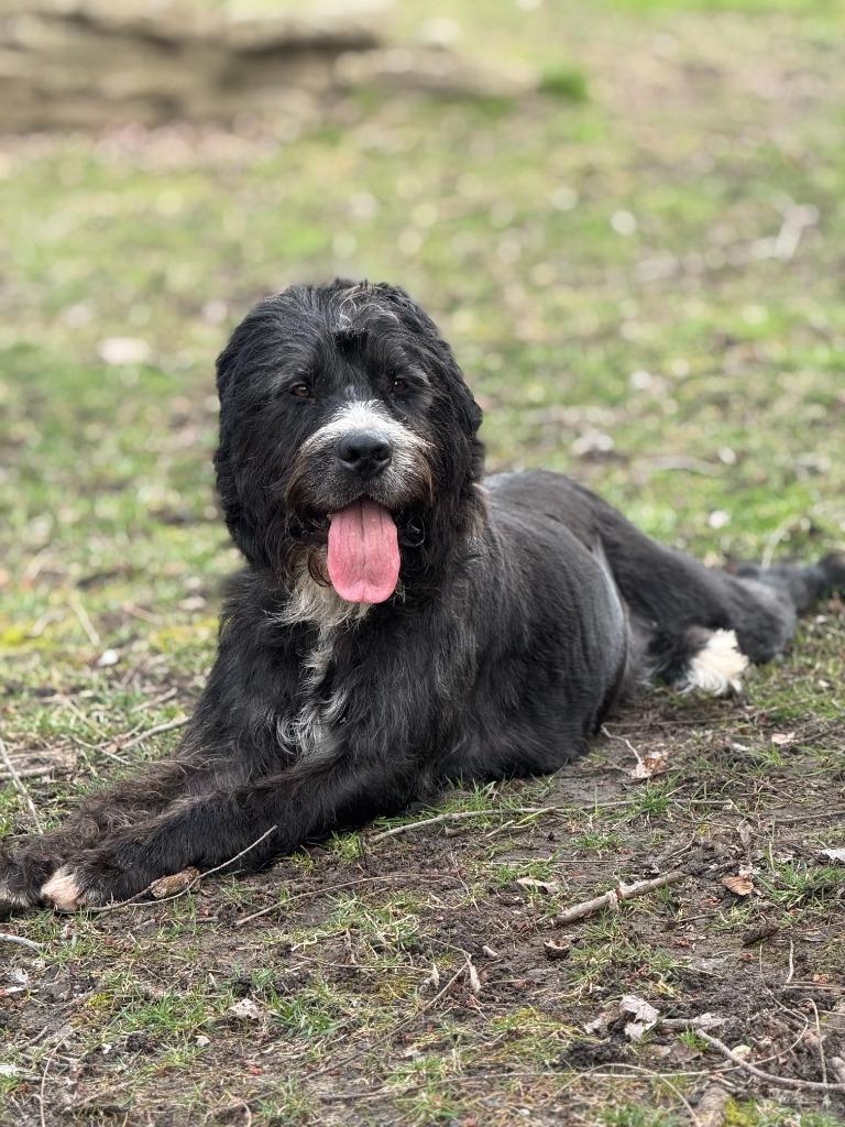Hershel, a Adoptable mixed breed in West Bloomfield, MI image 2/6