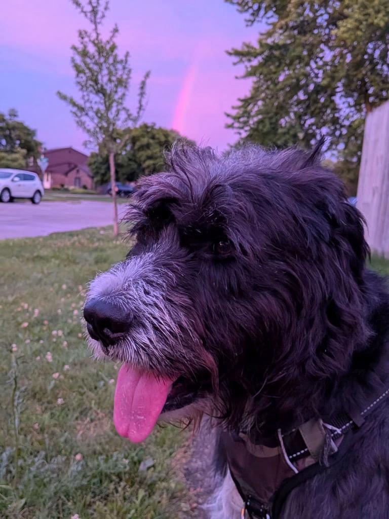 Hershel, a Adoptable mixed breed in West Bloomfield, MI image 4/6