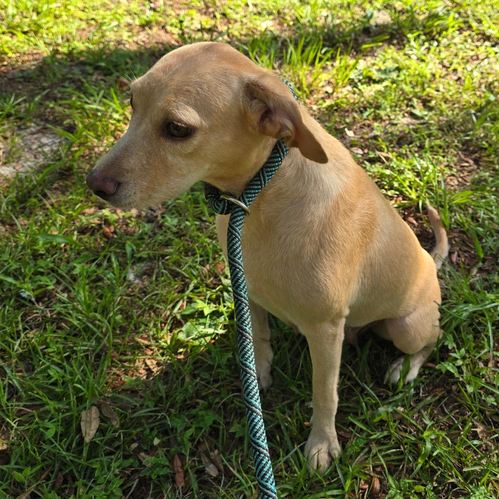 Dorsey, Adoptable, Adult Female Mixed Breed.