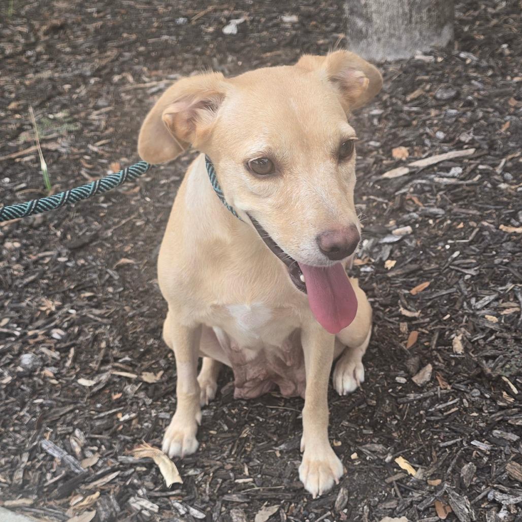 Enlarge Dorsey, a Adoptable Mixed Breed in Williston, FL image 2/6