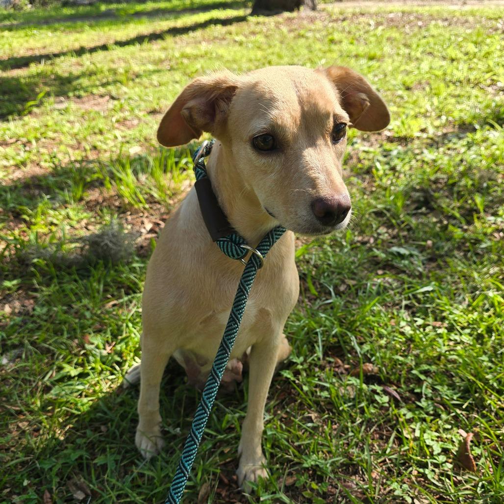 Enlarge Dorsey, a Adoptable Mixed Breed in Williston, FL image 4/6