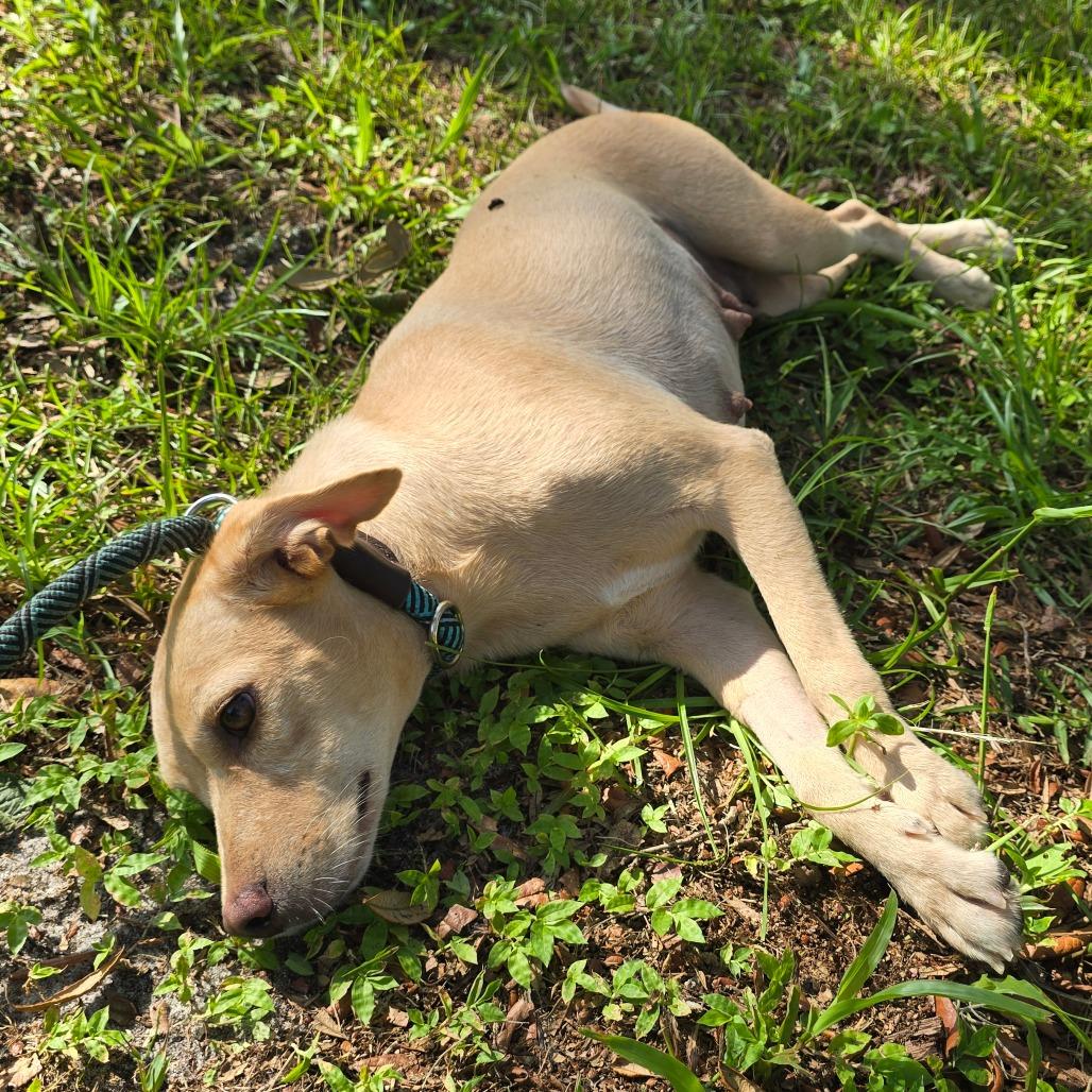 Enlarge Dorsey, a Adoptable Mixed Breed in Williston, FL image 5/6